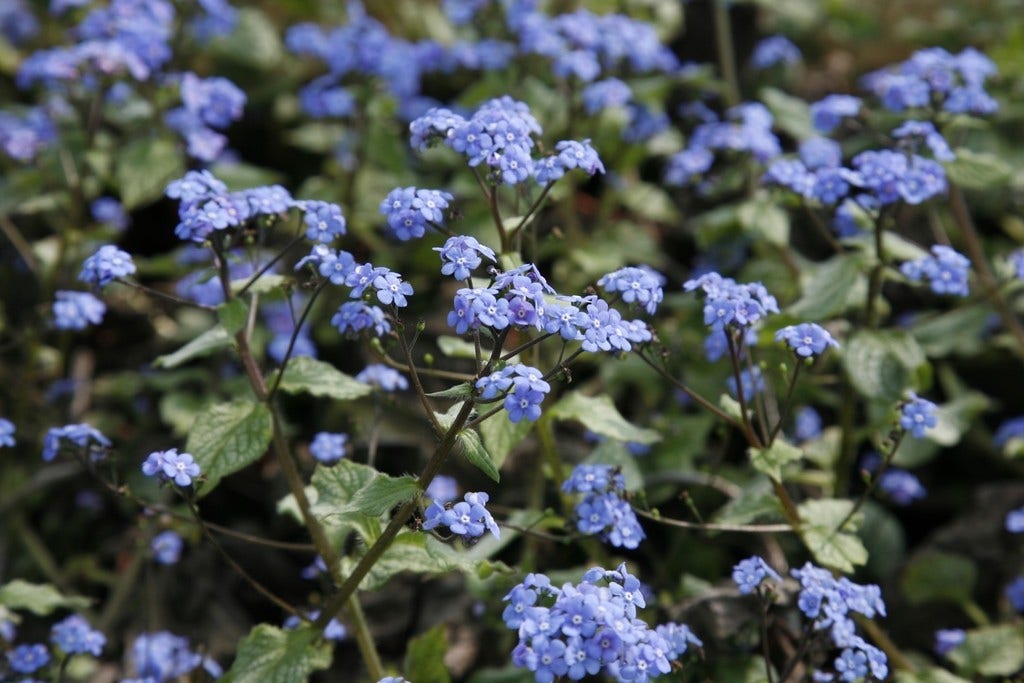 Onze top 15 vroege voorjaarsbloeiers! Op de foto Brunnera (Kaukasisch vergeet-mij-nietje). Naar alle 15 planten > directplant.nl/tuintips/voorj… 

Ook een bloeiende  #border? Nu 20% #korting op alle vaste planten t/m 26 februari