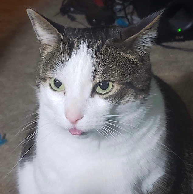 WaldoOlliver's tweet photo. #RememberWaldo Sometimes I wonder what Waldo was thinking about. He often had his tongue sticking out and I know it’s because he saw something which distracted him from putting the tongue back in. It was quite comical, and earned him the nickname Derpy. Love you Waldo - Mom❤️ https://t.co/APOtA7Qh2c