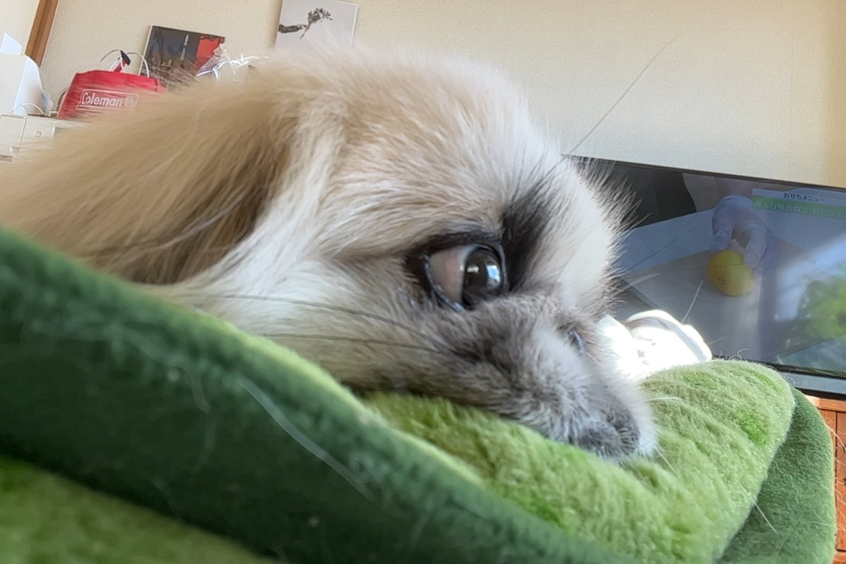 gammo_pombro's tweet photo. #何も言わずに飼い犬の横顔をアップする選手権 https://t.co/01zq22Bj8C