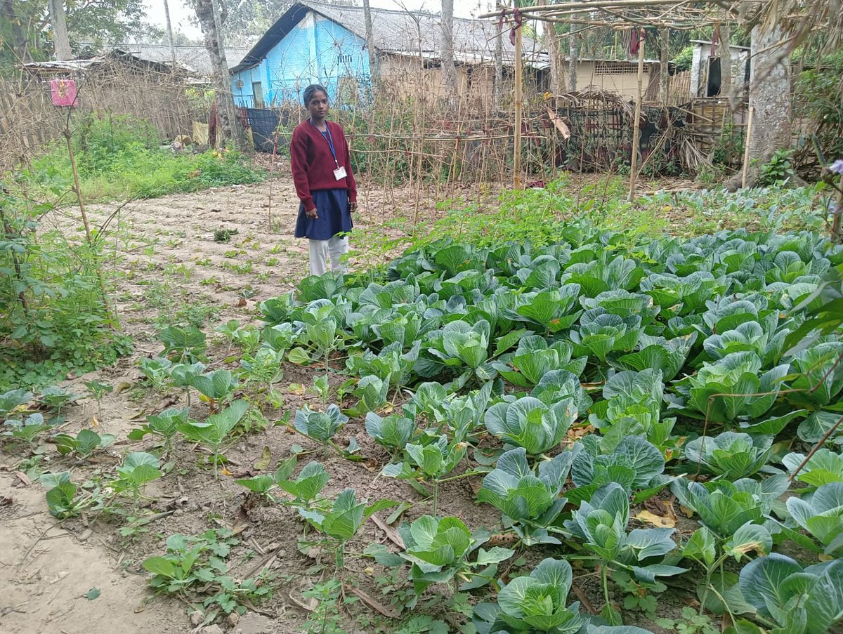 Our Farmpreneur student are helping revive the Homestead garden culture back using organic farming methods. They are inspiring their community to adopt climate appropriate farming #GreenSkills #NutritionSecurity #ClimateAction at Nagadholi MES, Jorhat