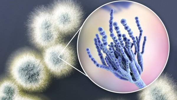 SuperbugsExeter's tweet photo. What's under the #SuperbugsExeter microscope today?
💊Penicillin💊
Did you know that Penicillin is an antibiotic that is used to treat infections caused by bacteria?
During World War II, it saved the lives of millions of wounded soldiers ⛑️
@TREE_UoE @MRCcmm @MaketankExeter https://t.co/fX0cACdFK9