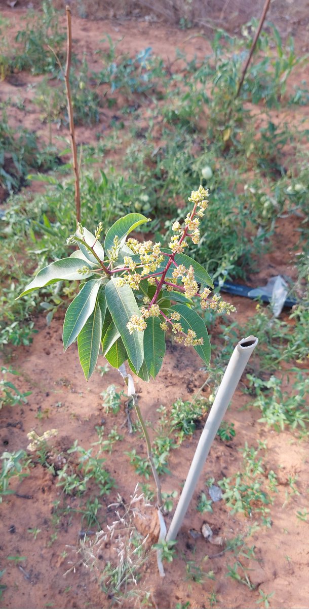 Tomono Farm tweet media