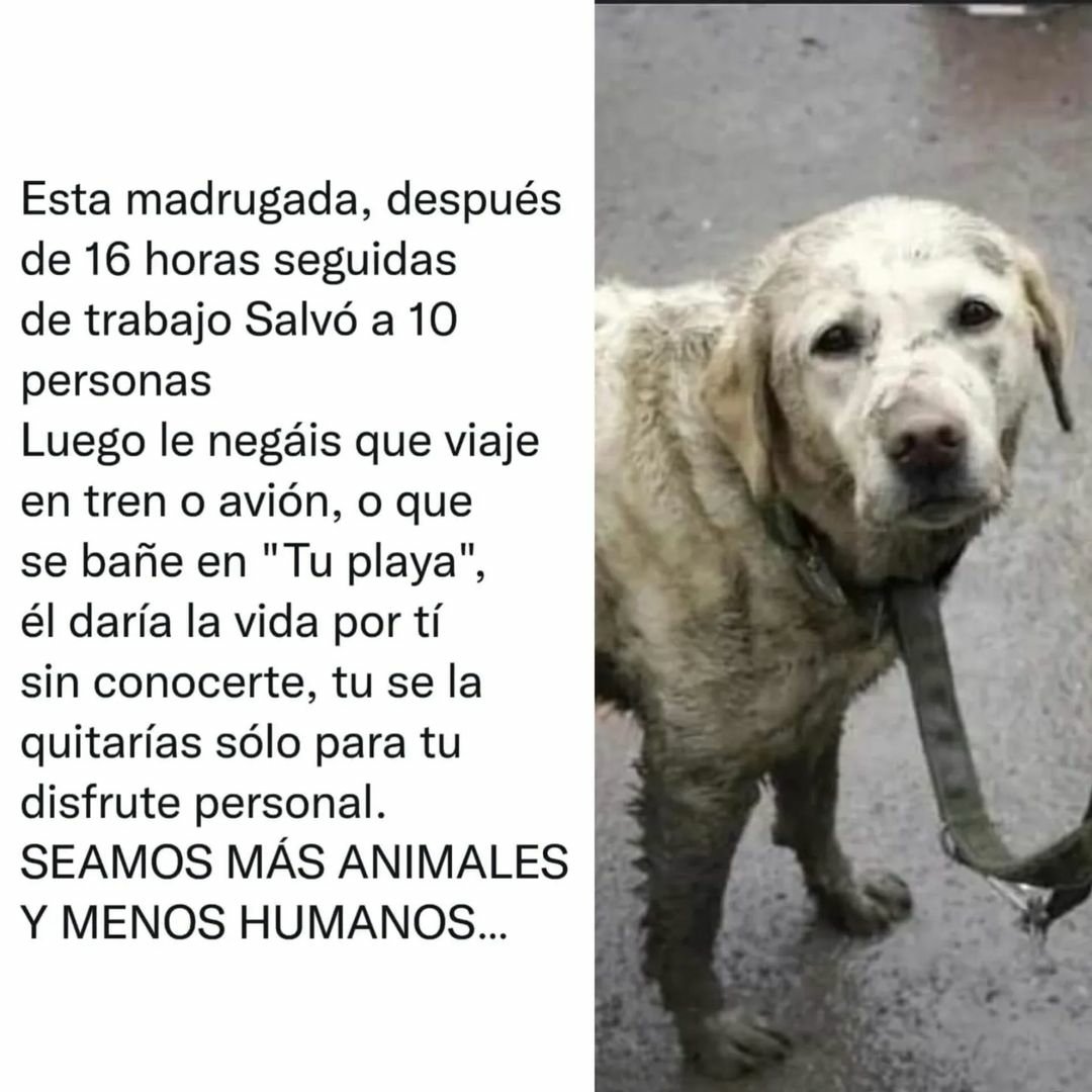 siviaromera1's tweet photo. #MismosPerrosMismaLey
Así es. Somos la peor vida en la Tierra. 
•COMPARTE• https://t.co/zWFdsctE4u
