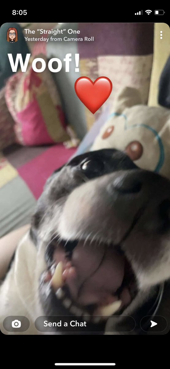EmilyLvj1's tweet photo. @JackManifoldTV Here is my Dog Star😍 https://t.co/eiLzte6BXR