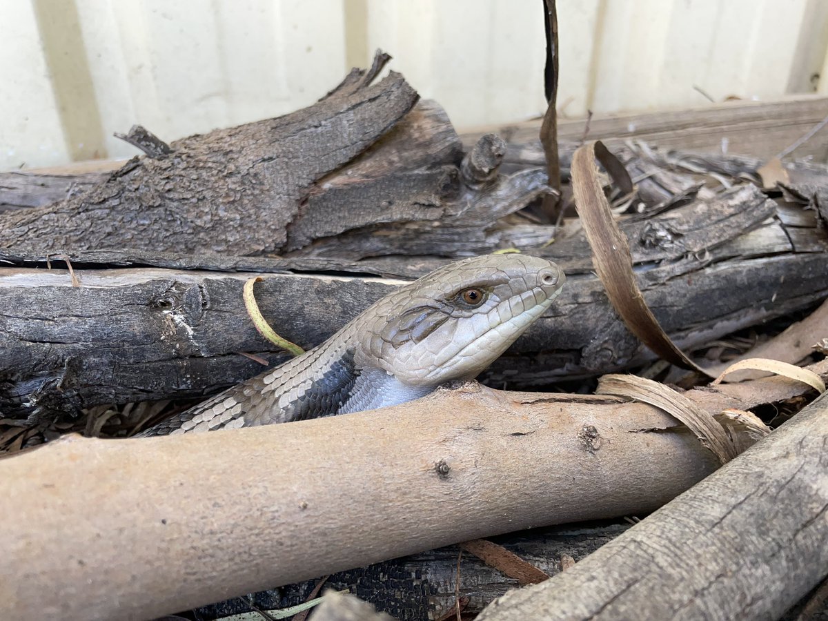 pedionomus's tweet photo. The dog was unimpressed by this gorgeous blue-tongue which arrived today for a visit to the backyard.
#tiliqua #lizard #skink #fallentimber #backyardwildlife #griffithnsw https://t.co/GauqkxgWSe