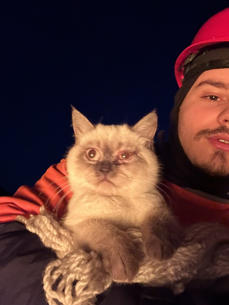 egombilir's tweet photo. sabaha karşı gaziantep’te bir kedi enkazdan çıkartılmış🤍 https://t.co/hQpnhxQOYt