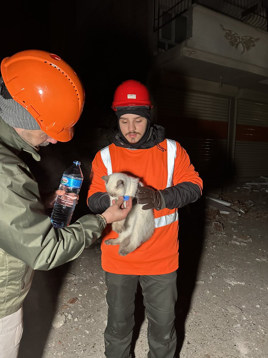 egombilir's tweet photo. sabaha karşı gaziantep’te bir kedi enkazdan çıkartılmış🤍 https://t.co/hQpnhxQOYt