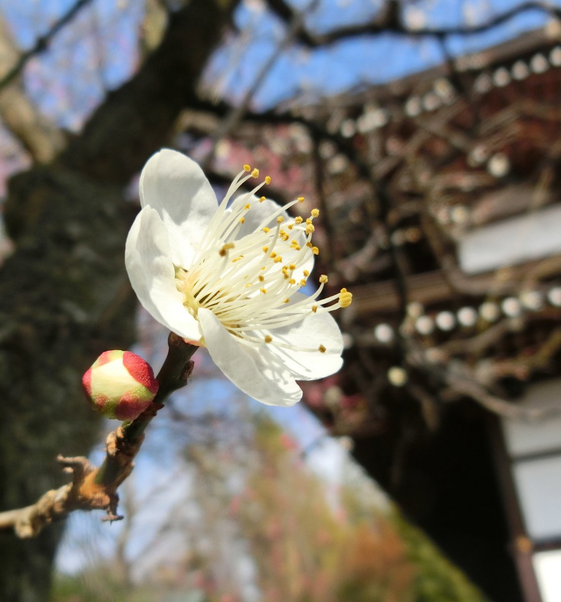 宮代「四季の自然&風景」倶楽部 on Twitter