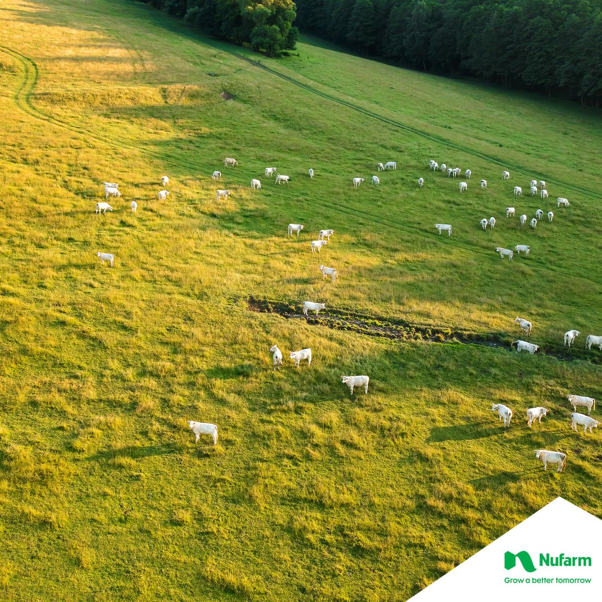 NufarmUK's tweet photo. Grass yields decline over time partially due to an increase in broadleaved weeds out competing with the grass. Our solutions focus on ensuring higher, long-term productivity from your grass crop 🚜

👉: https://t.co/DVVzoOfOdc 

#nufarm #spring #grassland #agronomy #agriculture https://t.co/tQIaI5nrkr