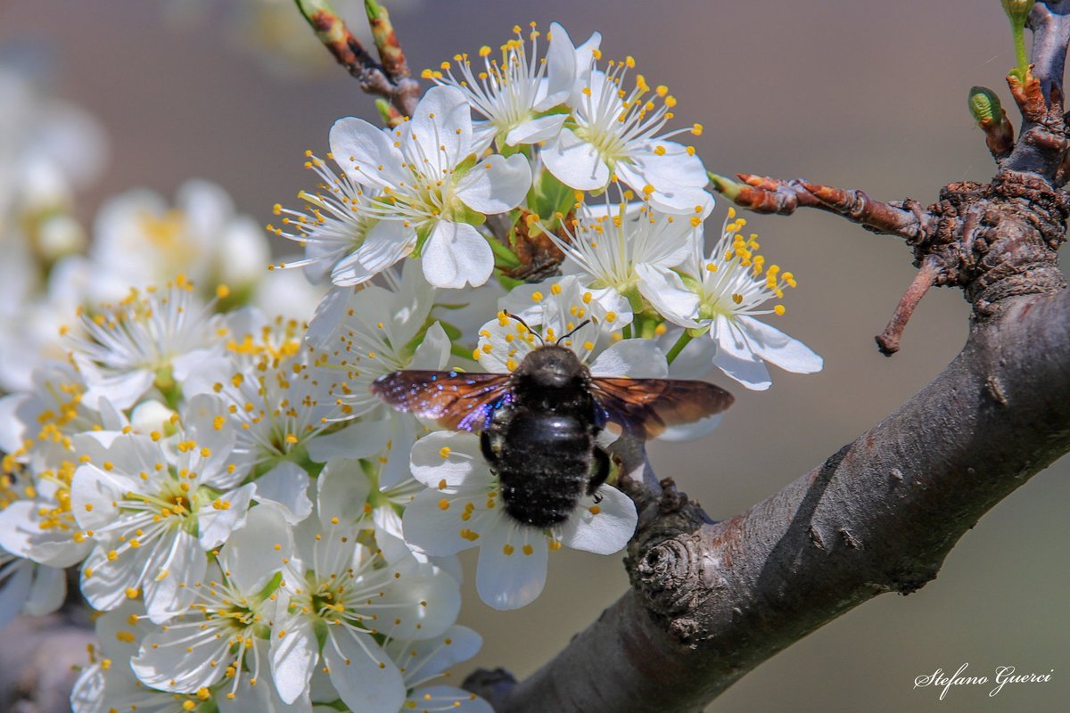 La struttura alare del calabrone, in relazione al suo peso, non è adatta al volo, ma lui non lo sa e vola lo stesso. 
(Albert Einstein)

#LeCertezzeCrollano #VentagliDiParole #9febbraio