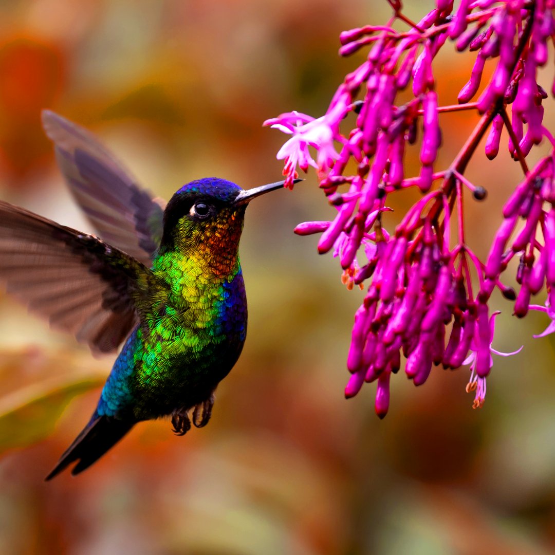 One_Traveller's tweet photo. 🚨SUNDAY SPECTACULAR: COSTA RICA!🚨

Brighten up your weekend by booking to join the One Traveller family in one of the happiest countries in the world!🌞

BOOK TODAY:
📞 Call us on 01760 722 011 for more information
💻Book online 24/7 by visiting: https://t.co/W4sWWE7e78 https://t.co/EVez9KwQ81