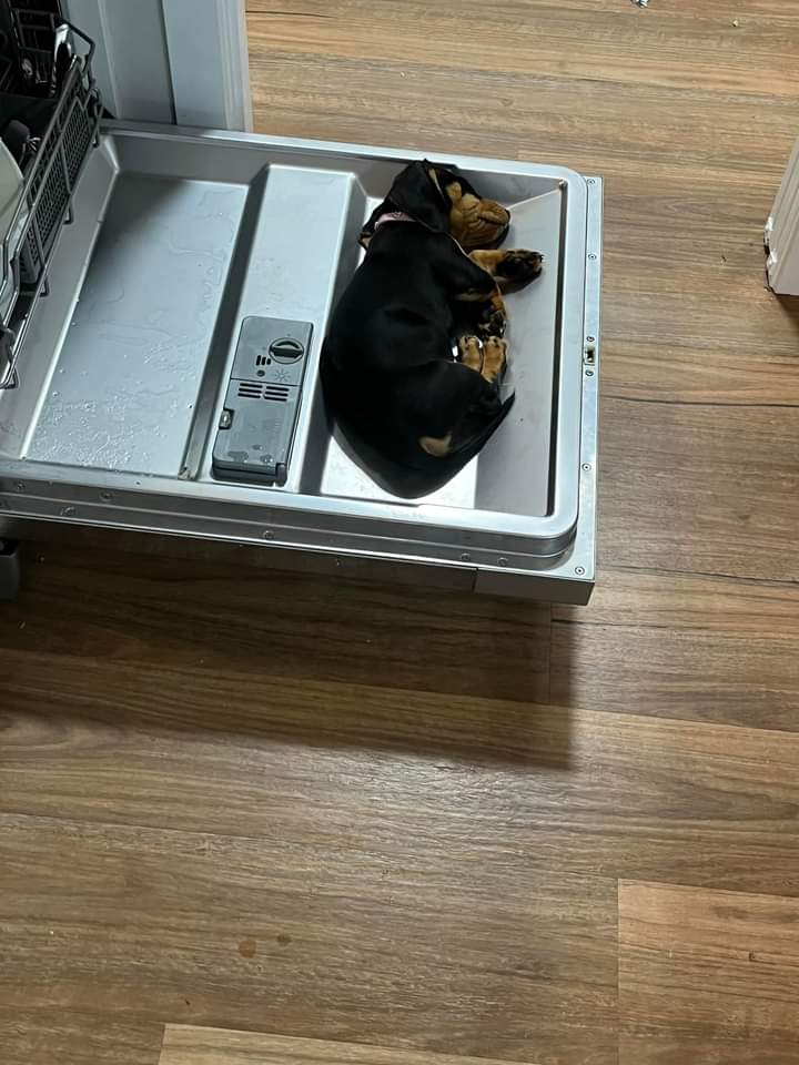 The dishwasher had finished, and I turned my back for 5 seconds. I came back to find a baby fast asleep in a warm spot 💖
#Dachshund #sausagedog