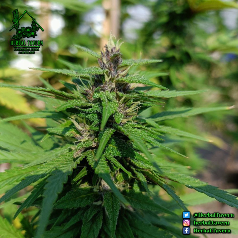 It have been found that Delta 3 Carene #Terpene benefits #Alzheimers patients. It is most commonly found in #AK47, #OGkush, and #SuperLemonHaze

#HerbalTavern #Herb #Exotic #TopShelve #Cannabis #Weed #Marijuana #WeedThailand #BangkokWeed #กัญชา #ราม152 #กัญชารามคำแหง #กัญชาสุขา3