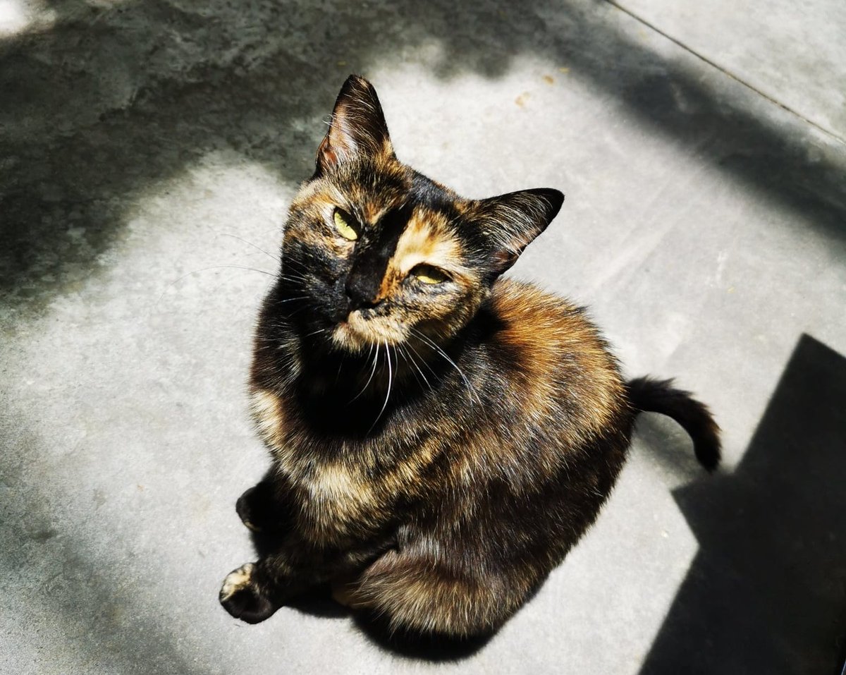 koalandeMichi's tweet photo. Día de #tbt cuando el shopping del ☀️ 💩 nos recibió con 10 linces, dos patrullas, 15 guardias pero nadie salió a dar respuesta del caso de la Michita Carey que hasta hoy día no sabemos que pasó de ella ni dónde estará, ellos piensan que nos olvidamos pero https://t.co/hpG55NMk8T