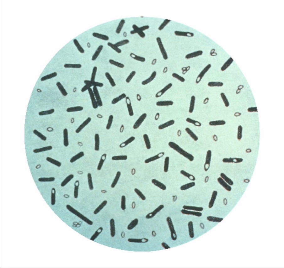 Journal of Brown Hospital Medicine tweet media