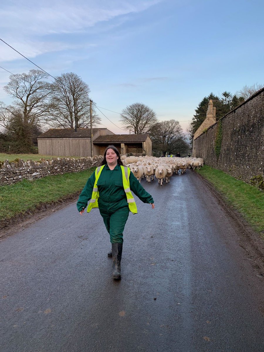 JamiesFarm's tweet photo. Teamwork in action from the young people of Carew Academy @OHCandAT who made this very large sheep move go smoothly here at #JFBath! #teamworkmakesthedreamwork #sheeponthemove https://t.co/YwsFdIGb5Y