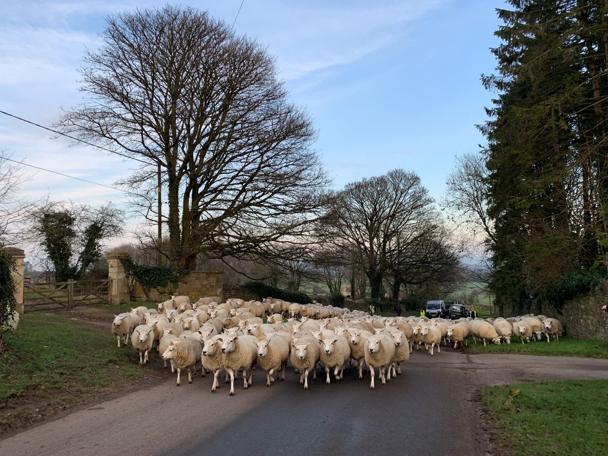 JamiesFarm's tweet photo. Teamwork in action from the young people of Carew Academy @OHCandAT who made this very large sheep move go smoothly here at #JFBath! #teamworkmakesthedreamwork #sheeponthemove https://t.co/YwsFdIGb5Y