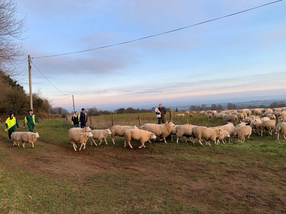 JamiesFarm's tweet photo. Teamwork in action from the young people of Carew Academy @OHCandAT who made this very large sheep move go smoothly here at #JFBath! #teamworkmakesthedreamwork #sheeponthemove https://t.co/YwsFdIGb5Y