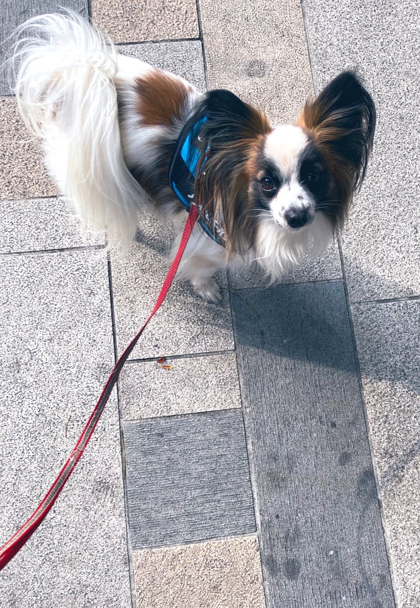 Richelieu_rich4's tweet image. My heart is always with you #papillon #heartshape