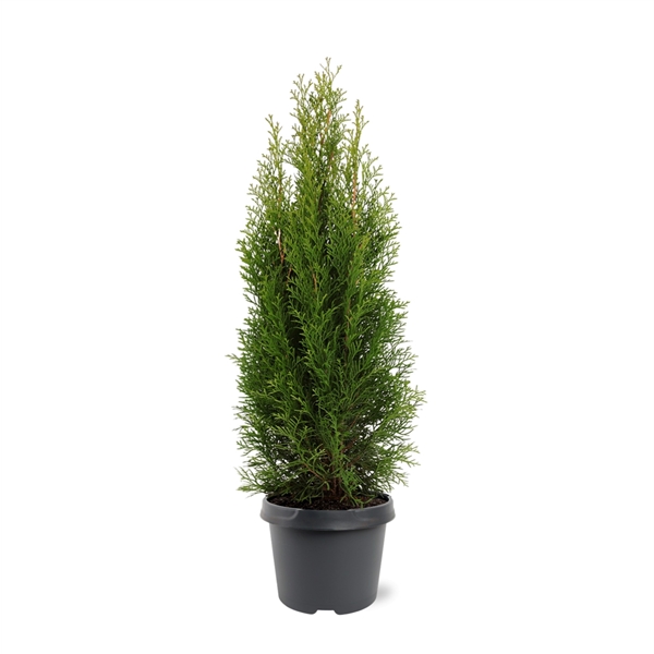 Nu 3 verschillende #haagconiferen - in pot gekweekt - met #korting van 12 tot 30%: Cupressocyparis leylandii (snelle en hoge groeier), de Thuja occidentalis 'Brabant' of de Thuja 'Smaragd'. Op is op! > directplant.nl/haagplanten/ha…

Meer #acties > directplant.nl/volg-ons/nieuw…