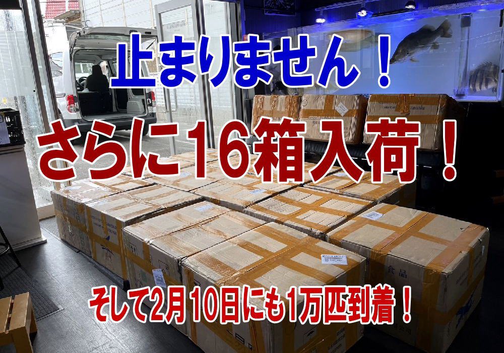 LOWKEYS2006's tweet photo. 17周年記念プレゼント企画‼️

2月11日・12日に2日間限定イベントを開催します

https://t.co/L7Iynb59Sc

フォロー・リツイートで抽選5名様にお好きなエビ17匹プレゼント！

スタータークラスです

レッドビー・黒ok
レッドファンシー・黒ok
フィッシュボーン・黒ok

11日23時まで
当選者はDMにて https://t.co/NlugD9N6y0