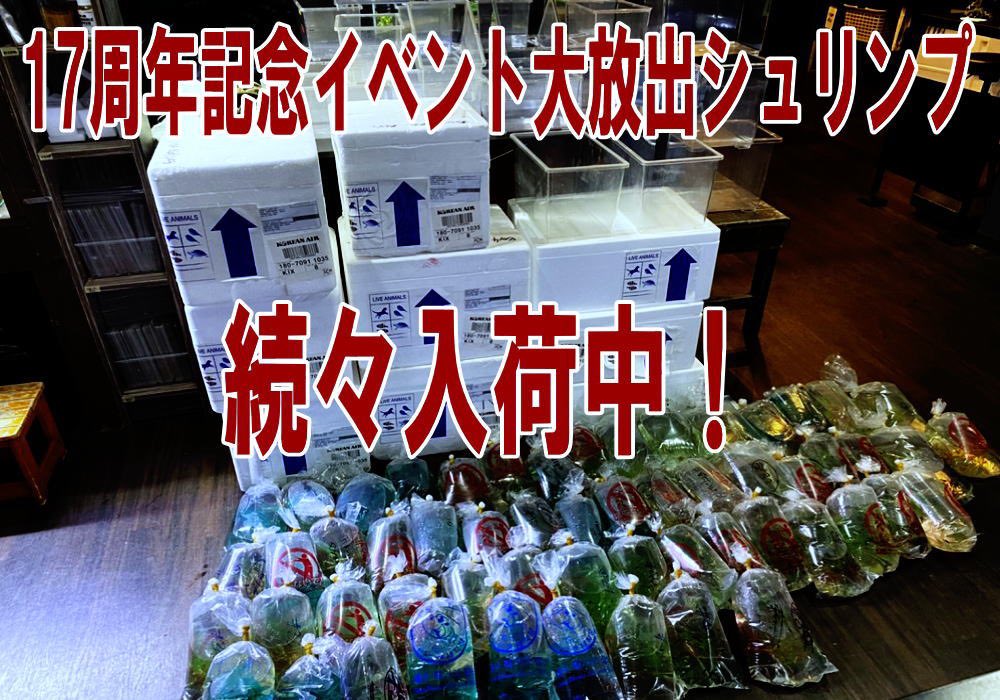 LOWKEYS2006's tweet photo. 17周年記念プレゼント企画‼️

2月11日・12日に2日間限定イベントを開催します

https://t.co/L7Iynb59Sc

フォロー・リツイートで抽選5名様にお好きなエビ17匹プレゼント！

スタータークラスです

レッドビー・黒ok
レッドファンシー・黒ok
フィッシュボーン・黒ok

11日23時まで
当選者はDMにて https://t.co/NlugD9N6y0