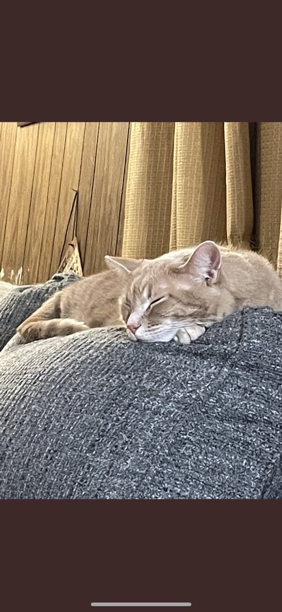cardboarddreaml's tweet photo. Sleepy past hump day #teachertwitter #ninja #AmazonWishList #wishlist #clearthelist #amazonwish #AdoptDontShop #meow #caturday #catnipz #catnip @lilblueidevil @loves_teach @Moody39504347 @Momof4Cats4 @Jmuilenburg6 @techmidschteach @mrs_hunn @MelissaKumanski @Stephkratz823 https://t.co/lYBbHxNmZM