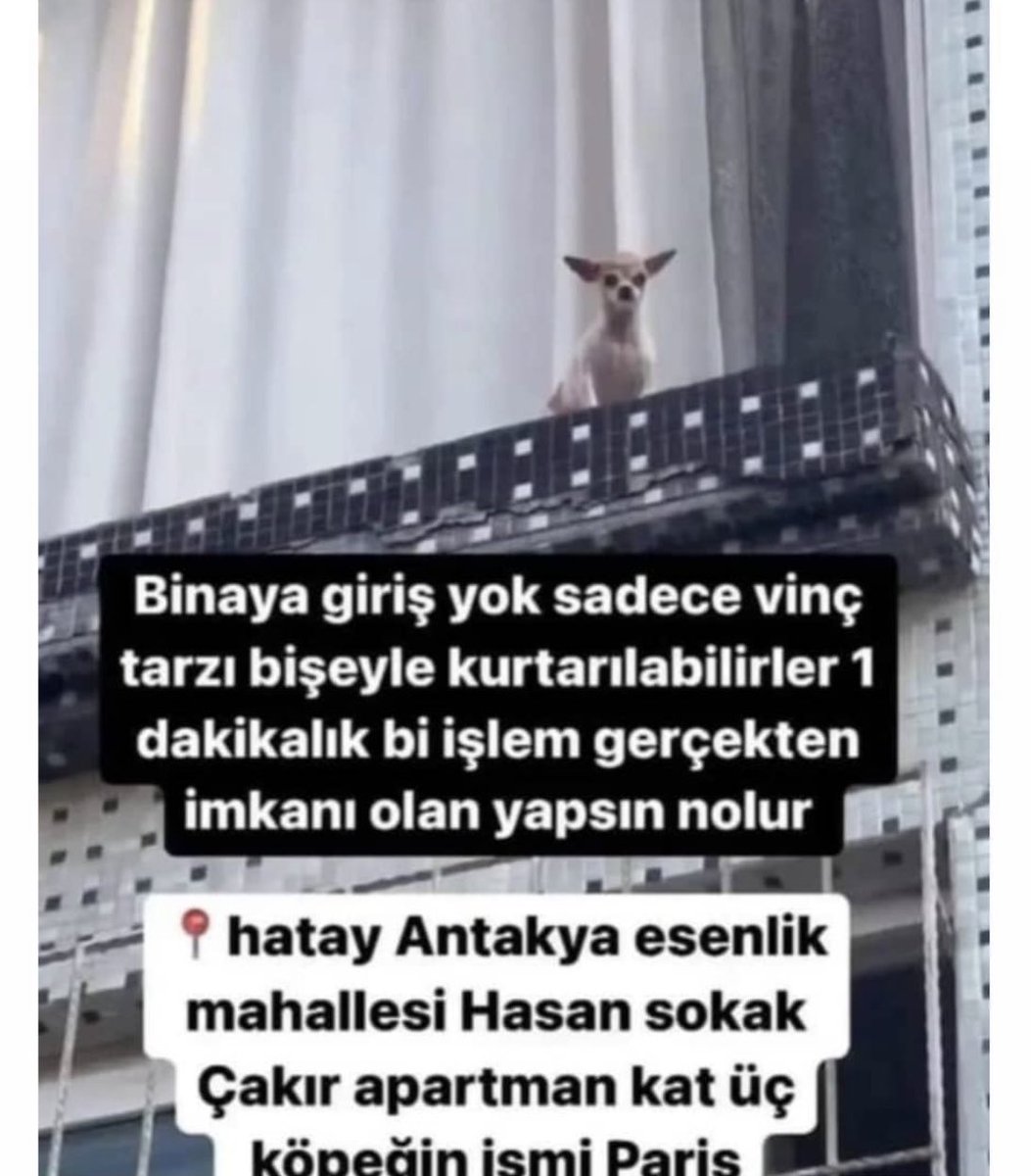 izotella's tweet photo. Ben Paris’imi kurtaramadım nolur kurtarın @haysevder @PawGuardsTr https://t.co/5dgMkrhoKc