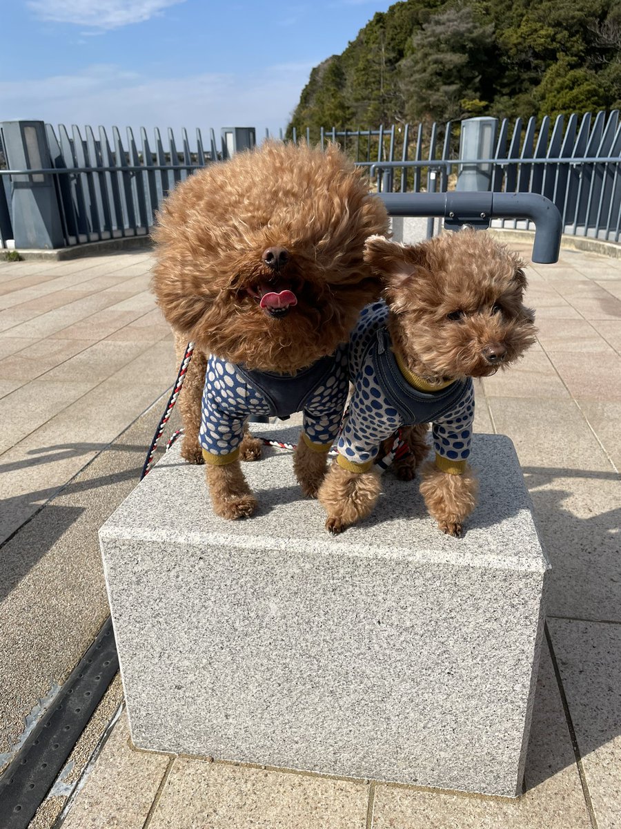 fuuta__ponta's tweet photo. イケワンに撮れてますですか？👀🐶　
#トイプードル 
#イケワン
#お散歩
#ふーぽんです https://t.co/k3zi2V0FIo