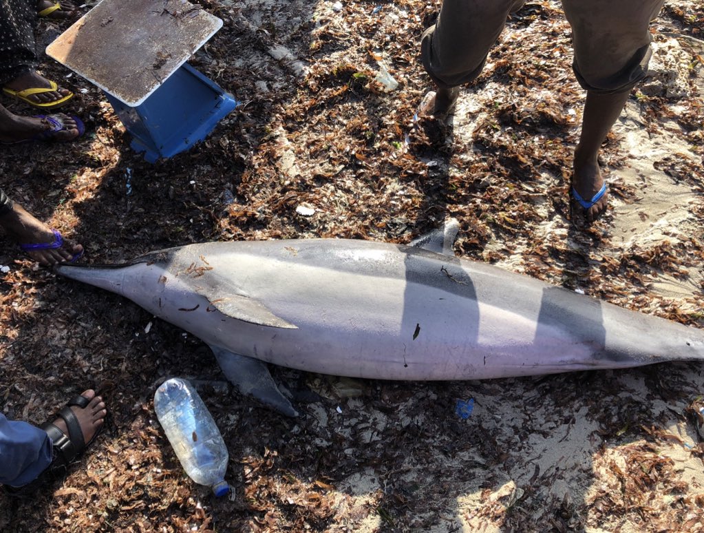 BarkhadleAbdulk's tweet image. Dolphins are considered endangered species because of human activity. Although in #Lido fishermen using as #Bait to catch #Billfishes. @SecureFisheries @Mr_ahmedaden @MFMRSomaliya @A_Addow
