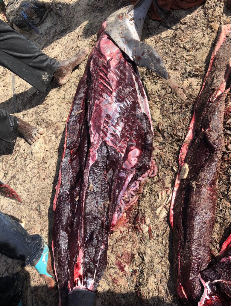 BarkhadleAbdulk's tweet image. Dolphins are considered endangered species because of human activity. Although in #Lido fishermen using as #Bait to catch #Billfishes. @SecureFisheries @Mr_ahmedaden @MFMRSomaliya @A_Addow
