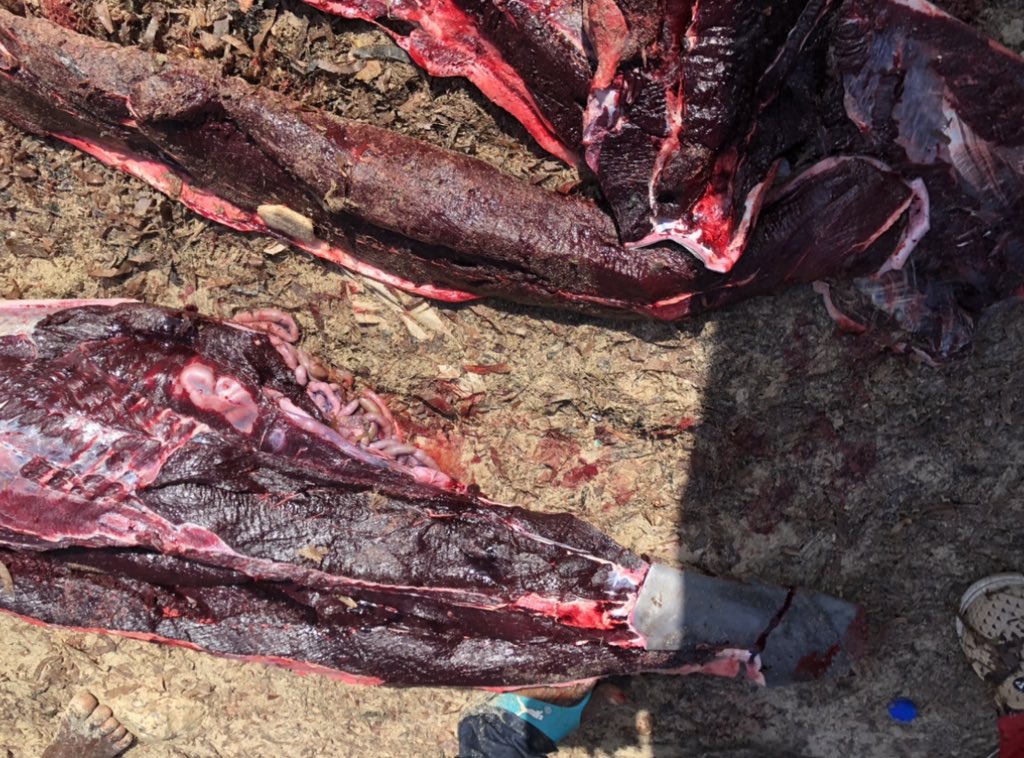 BarkhadleAbdulk's tweet image. Dolphins are considered endangered species because of human activity. Although in #Lido fishermen using as #Bait to catch #Billfishes. @SecureFisheries @Mr_ahmedaden @MFMRSomaliya @A_Addow