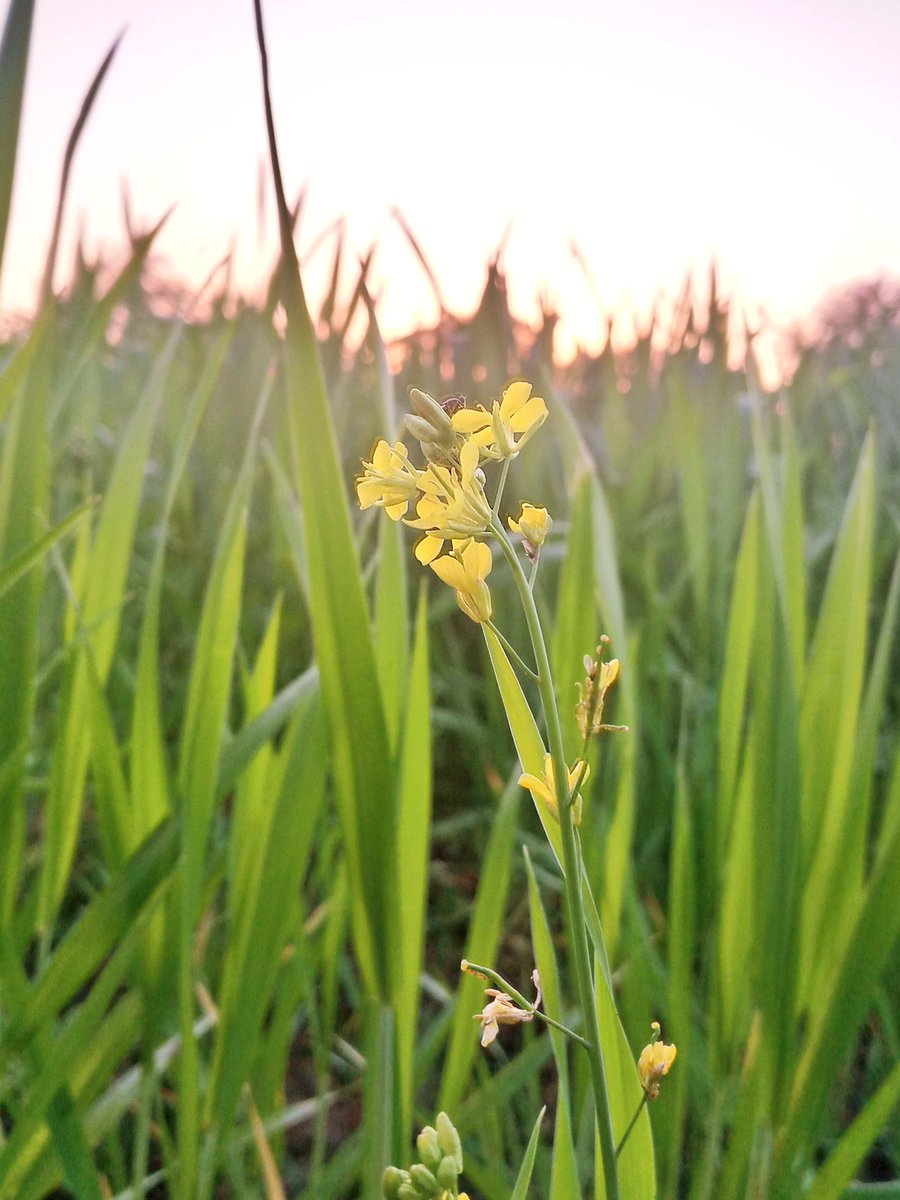 Mustard flowers ✨🏵️
.
.
<a href="/OPPOIndia/">OPPO India</a>
.
#ShotOnOPPO 
.
.
#photography
#PhotoThaakku #NaturePhotography #photooftheday #PHOTOS 
#mustrad #Flowers 
#AStepAbove