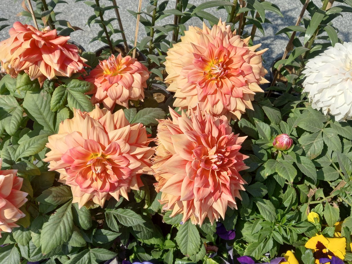 kavi_indoyahooc's tweet photo. Good evening friends!! Spring in Delhi 💗💗#flowers #delhi #dailydiaries #chrysanthemum #NaturePhotography https://t.co/q1j7P1VvQm