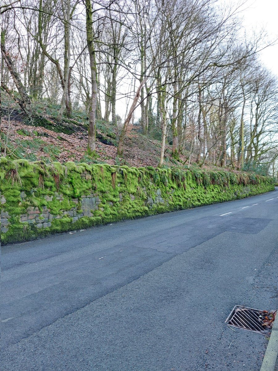 DonkeyDelph's tweet image. You can always spot a north facing wall that gets no sun. #Delph