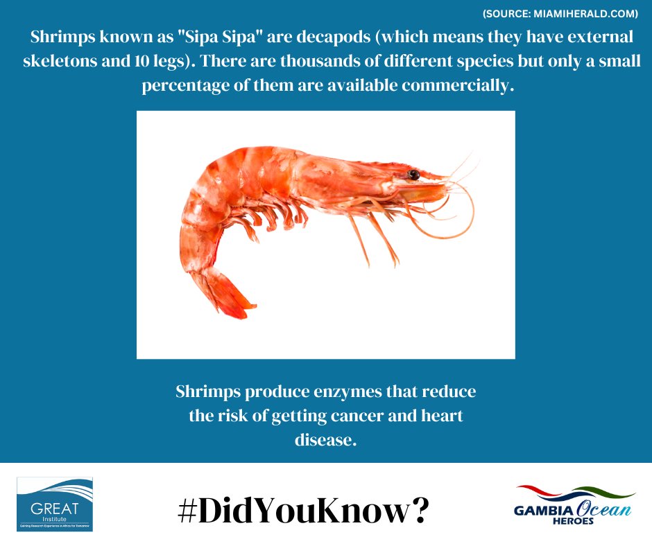 We are constantly amazed by these marine organisms!
what do you know about Shrimps?

#greatgambia #ocean #rivergambia #conservation #marinebiology #shrimps