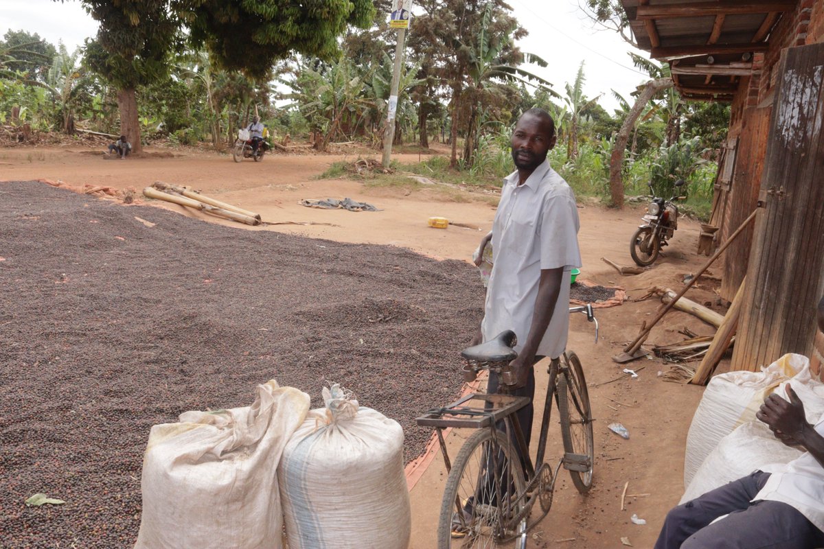 kisoboka_africa's tweet photo. #Coffee farmer and a Kisoboka Africa #SCOBA member in Taba village.
Being part of the School Community Bank (SCOBA) means that he has a reliable place to save money and access funding to buy farm inputs. https://t.co/riXbKrnGtj