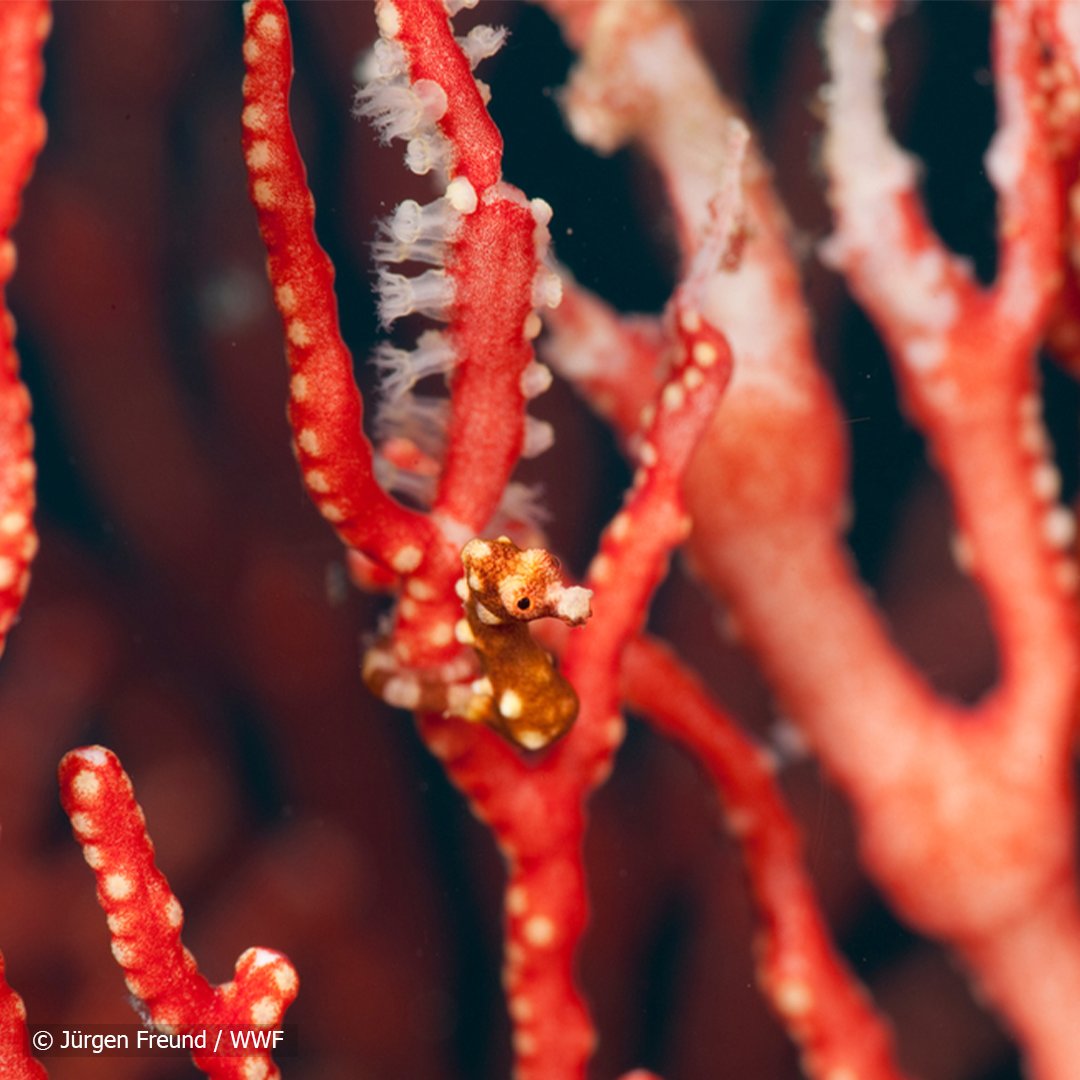 Can you spot the seahorse? Blink and you might miss it. 

This pygmy seahorse was found in Raja Ampat, Indonesia 🇮🇩 – where a network of #MarineProtectedAreas is home to over 1,600 species of reef fish and over 550 species of coral!

RT to help #ProtectBlueNature 🧡 #IMPAC5