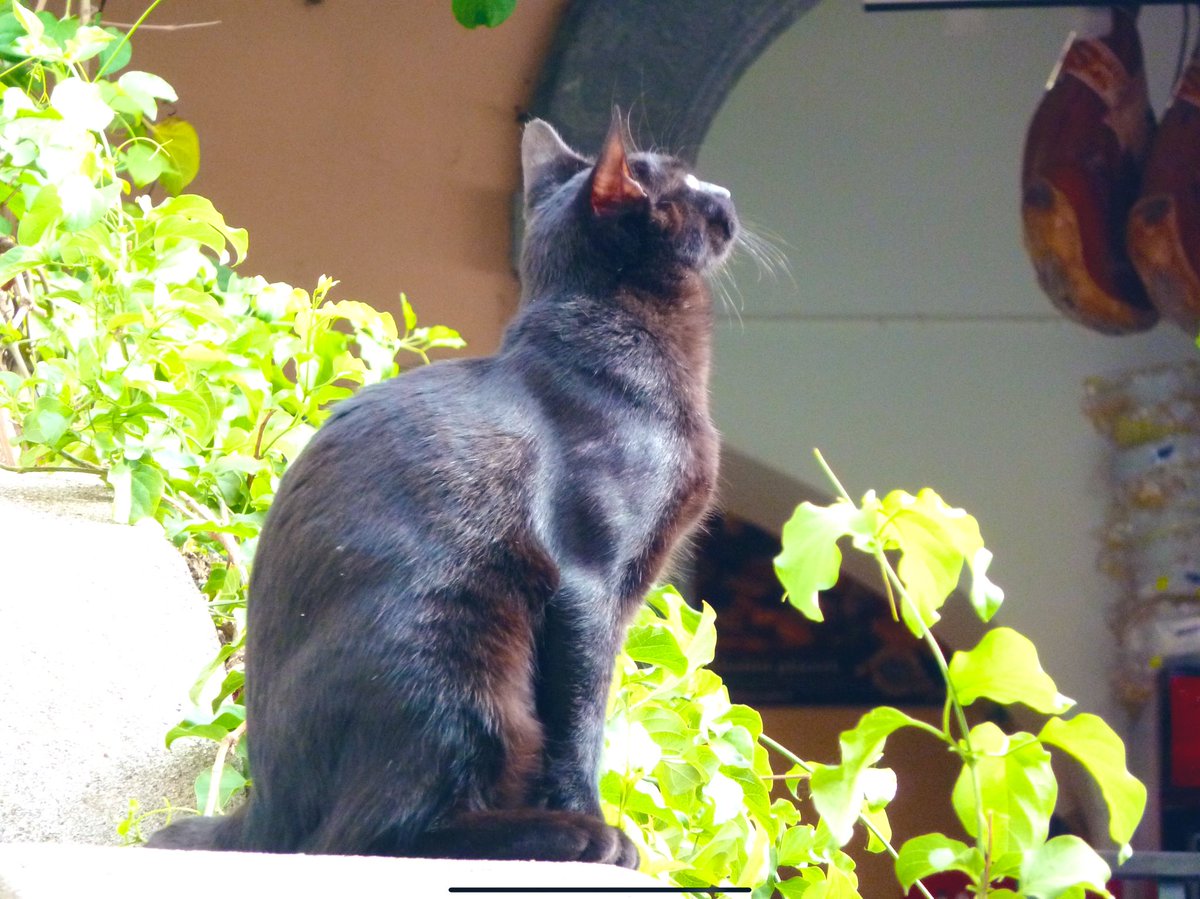 StellaBella67's tweet photo. Remembering those European cats. #Paris #Positano #CatsOfTwitter #distantmemory Bringing back #throwbackThursday ๐ป https://t.co/ezdojUY1ns