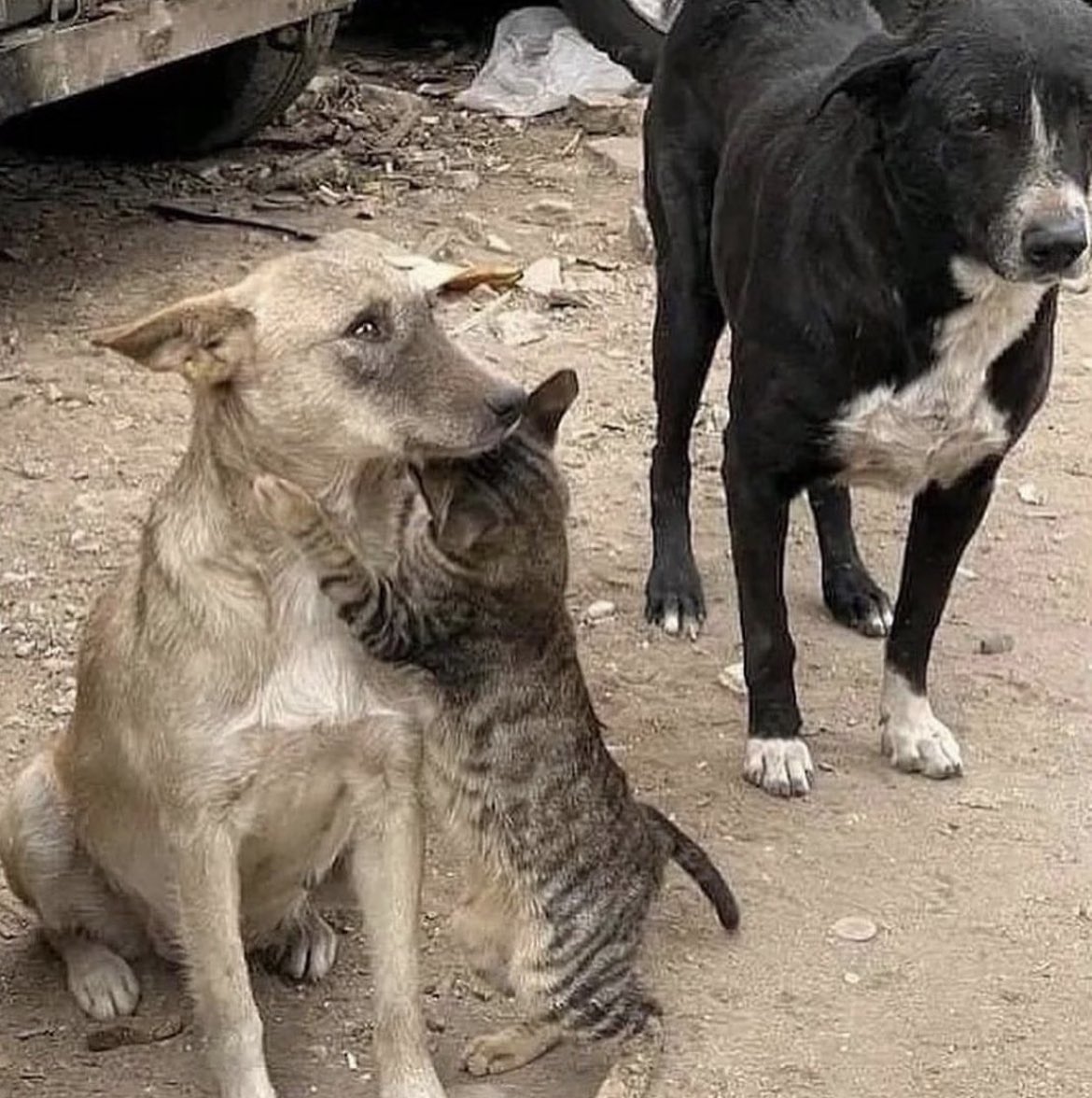 Enkazdan kurtarıldıktan sonra birbirine sarılan kedi ve köpek..