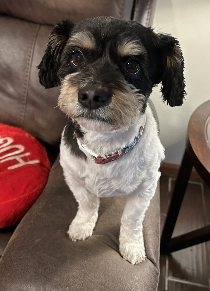 petunia1167's tweet photo. It’s my 4th Gotcha’ Day! My Mom and Dad found me in a parking lot on this day 4 years ago. Love, from Buddy. https://t.co/LtuAjvVM51