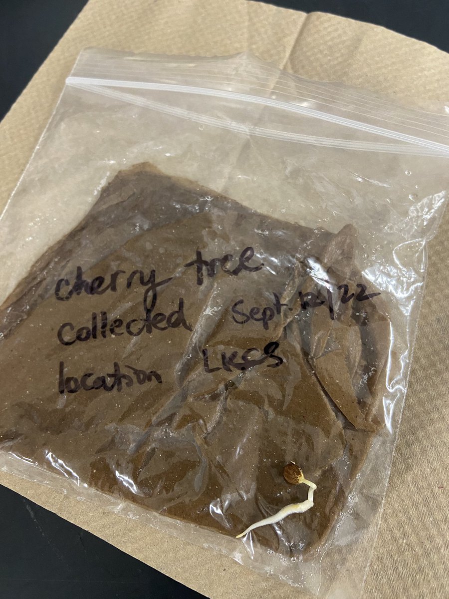 Along with several acorns (English oak and red oak) that the SNC1W stratified with success, I trialed a few cherry seeds and here are the results: