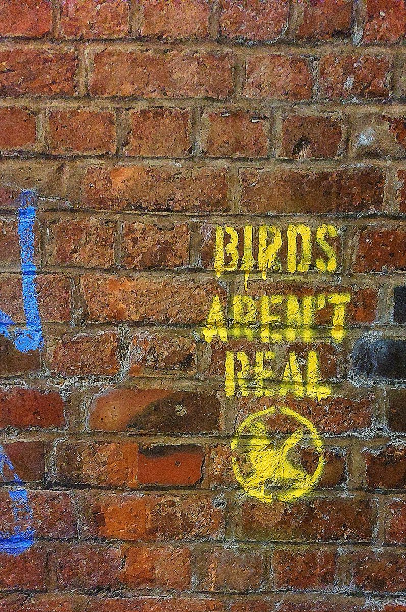 JTstudio6's tweet photo. #leamingtonspa #birdsarentreal #graffiti #Warwickshire #sortoftrue https://t.co/XEmW21jCSs