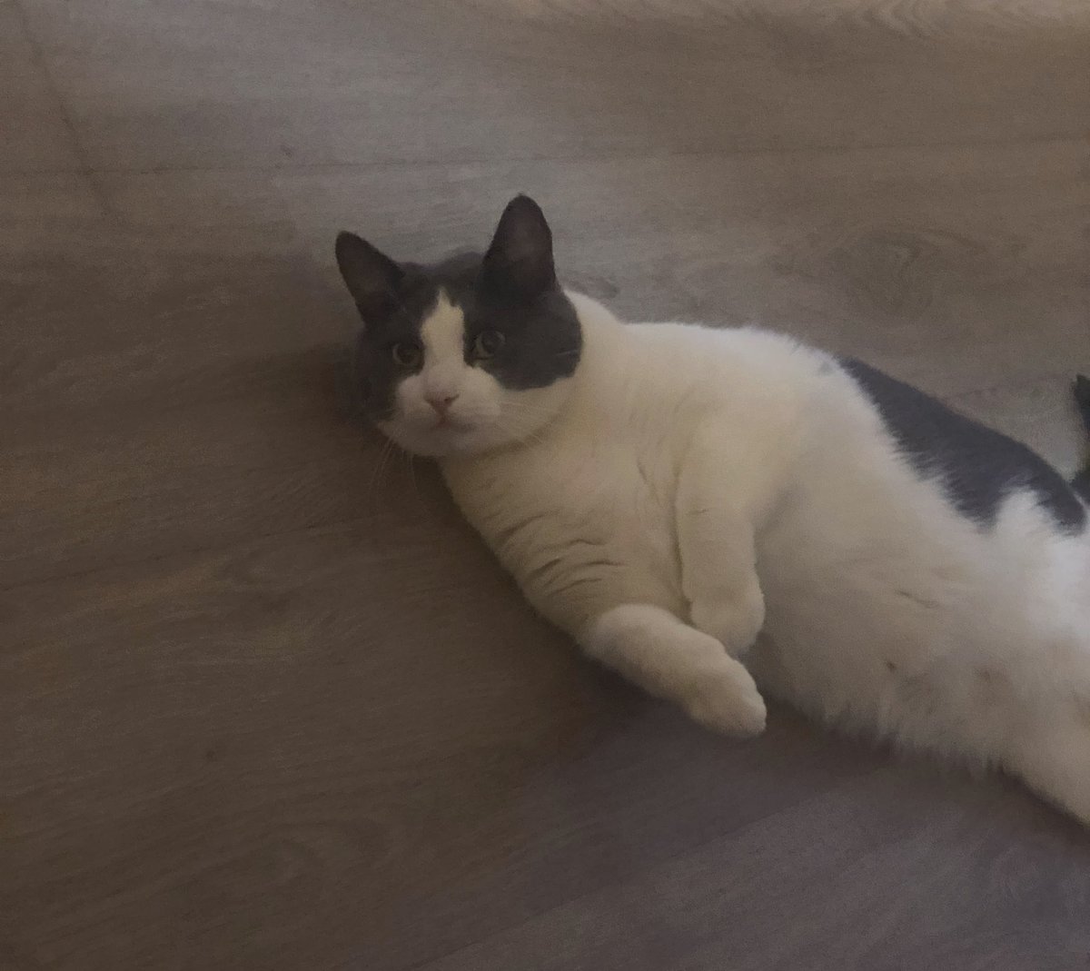 chewieCat1's tweet photo. yez ? wahd do u wandt ? https://t.co/CyZkazZvqR