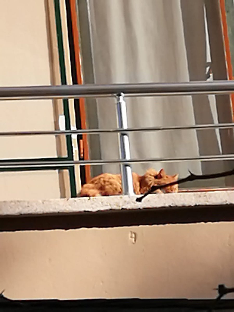 Selim | سليم tweet media