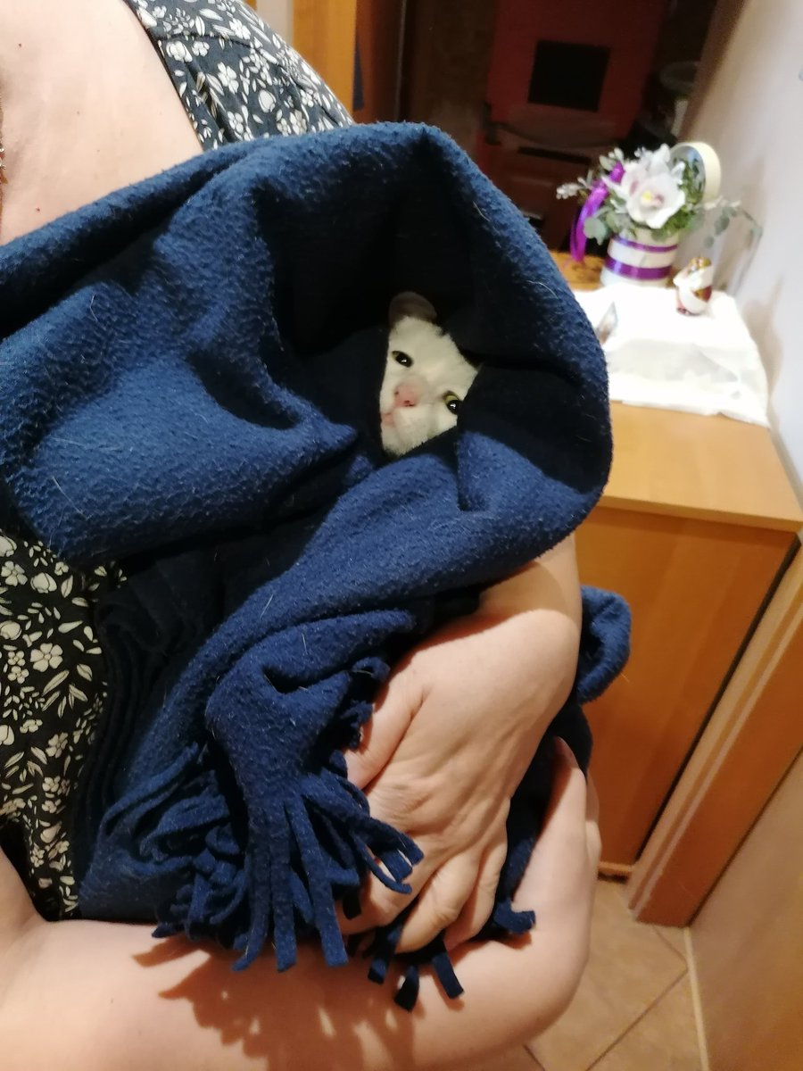 7Togger7's tweet photo. Cat had fleas
I had to do it to em.
#Cat #kitty #cuddledup #cattaco #fleatreatment https://t.co/F1mVa7wxRc