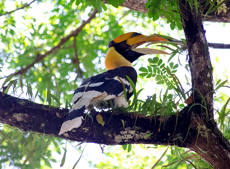 visitmy2020's tweet photo. RT MalaysiaAsia: RT @BirdWatchingMy: Great Hornbill at Taman Negara, Malaysia. #BirdsSeenin2022 #Birds #BirdsofTwitter #nature #hornbill #malaysians #malaysiatrulyasia #birdwatchingmalaysia https://t.co/TacMBPeYc9 #natgeo #instatravel #igtravel #vacation #travelling #fun #solot…