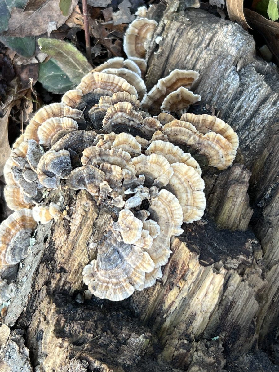 TNdigsgarden's tweet photo. #Turkeytail.  More on the greenway near the Golf Range https://t.co/AP523Gs1Tx