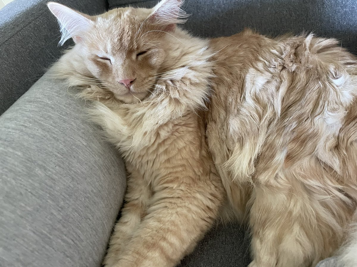 broodking23 tweet media