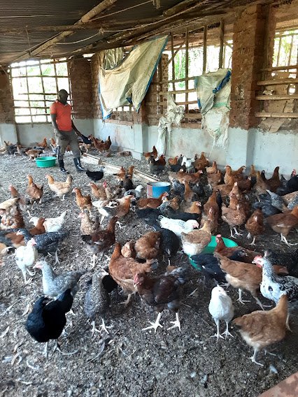 He acquired a loan from JumpStart Africa to accelerate his poultry farming. 

We are excited to see the progress of his project and what this means for him and his family.

#CreatingPossibilities #IncreasingAccessToFinance.